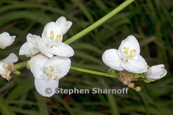 libertia chilensis 3 graphic